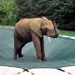 Elephant showing the durability of a pool cover
